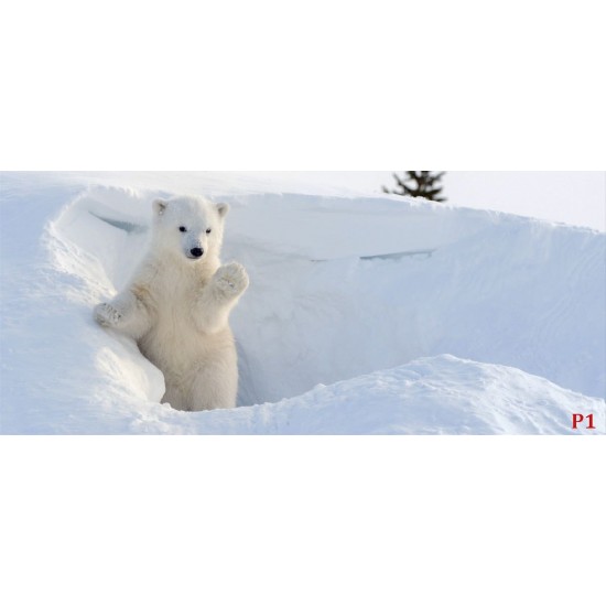 Wall murals white bear in the snow