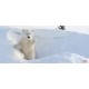 Wall murals white bear in the snow