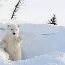 Wall murals white bear in the snow