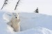 Wall murals white bear in the snow