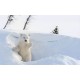 Wall murals white bear in the snow