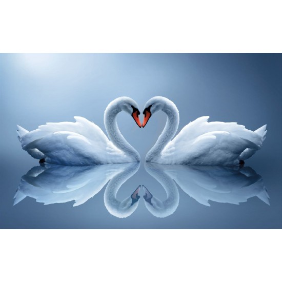 Photo mural swan couple in mirror view in 2 colors