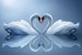 Photo mural swan couple in mirror view in 2 colors