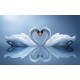 Photo mural swan couple in mirror view in 2 colors