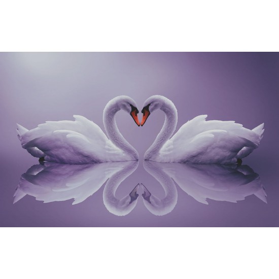 Photo mural swan couple in mirror view in 2 colors