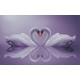 Photo mural swan couple in mirror view in 2 colors