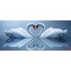 Photo mural swan couple in mirror view in 2 colors
