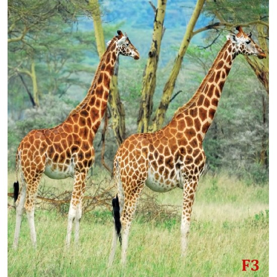 Wall mural couple giraffe on painted background Wall mural couple giraffe on painted background