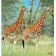 Wall mural couple giraffe on painted background Wall mural couple giraffe on painted background