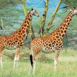 Wall mural couple giraffe on painted background
