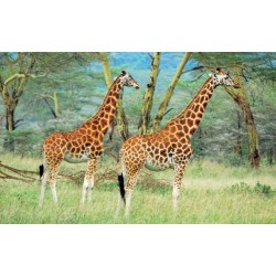 Wall mural couple giraffe on painted background