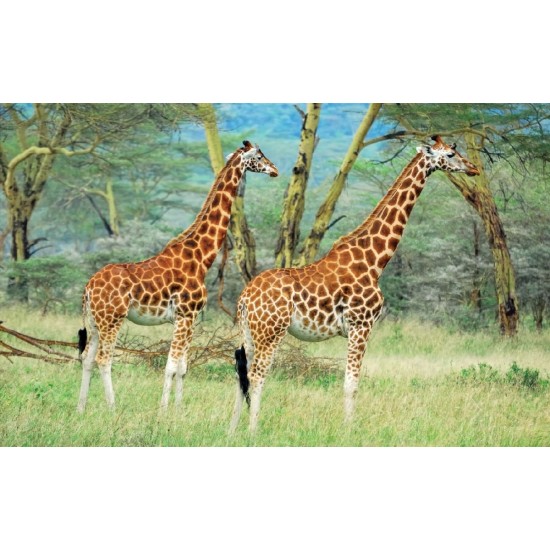 Wall mural couple giraffe on painted background Wall mural couple giraffe on painted background