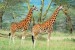 Wall mural couple giraffe on painted background