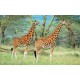 Wall mural couple giraffe on painted background Wall mural couple giraffe on painted background
