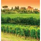 Wall mural vineyards beautiful views of Tuscany Wall mural vineyards beautiful views of Tuscany