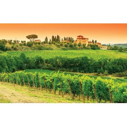 Wall mural vineyards beautiful views of Tuscany Wall mural vineyards beautiful views of Tuscany