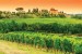 Wall mural vineyards beautiful views of Tuscany