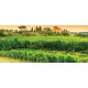 Wall mural vineyards beautiful views of Tuscany Wall mural vineyards beautiful views of Tuscany
