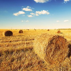 Wall mural sunny field with bales
