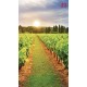 Wall mural overlooking vineyards field at sunrise Wall mural overlooking vineyards field at sunrise