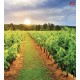 Wall mural overlooking vineyards field at sunrise Wall mural overlooking vineyards field at sunrise