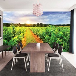 Wall mural overlooking vineyards field at sunrise