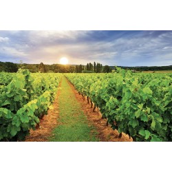 Wall mural overlooking vineyards field at sunrise Wall mural overlooking vineyards field at sunrise