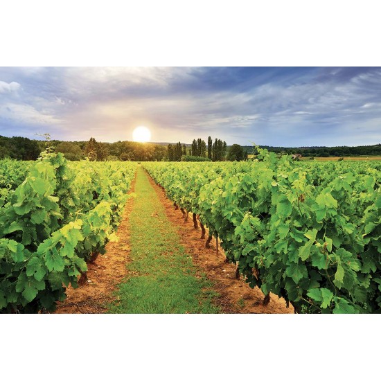 Wall mural overlooking vineyards field at sunrise Wall mural overlooking vineyards field at sunrise