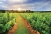 Wall mural overlooking vineyards field at sunrise