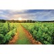 Wall mural overlooking vineyards field at sunrise Wall mural overlooking vineyards field at sunrise