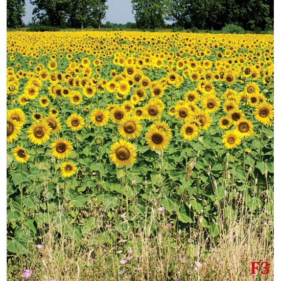 Wall mural sunflower field stalks Wall mural sunflower field stalks