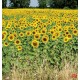 Wall mural sunflower field stalks Wall mural sunflower field stalks