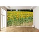 Wall mural sunflower field stalks Wall mural sunflower field stalks