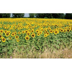 Wall mural sunflower field stalks