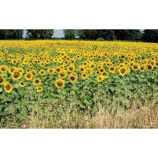 Wall mural sunflower field stalks Wall mural sunflower field stalks