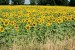 Wall mural sunflower field stalks