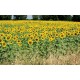 Wall mural sunflower field stalks Wall mural sunflower field stalks