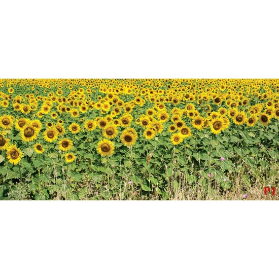 Wall mural sunflower field stalks Wall mural sunflower field stalks