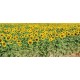 Wall mural sunflower field stalks Wall mural sunflower field stalks