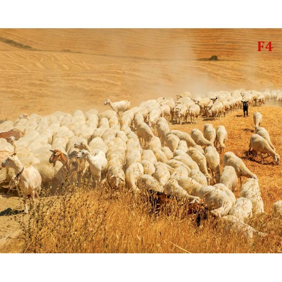 Wall mural field grazing sheep