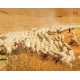 Wall mural field grazing sheep