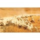 Wall mural field grazing sheep