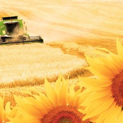 Wall mural harvester in the field and sunflowers