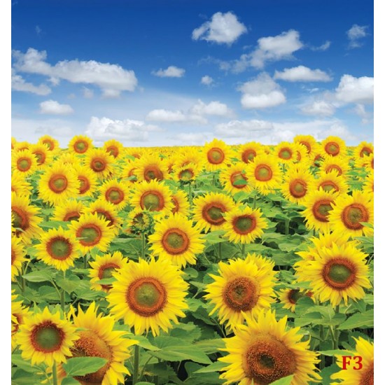 Wall mural beautiful sunflowers field Wall mural beautiful sunflowers field