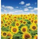Wall mural beautiful sunflowers field Wall mural beautiful sunflowers field