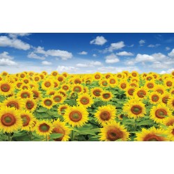 Wall mural beautiful sunflowers field