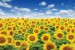 Wall mural beautiful sunflowers field