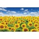 Wall mural beautiful sunflowers field Wall mural beautiful sunflowers field