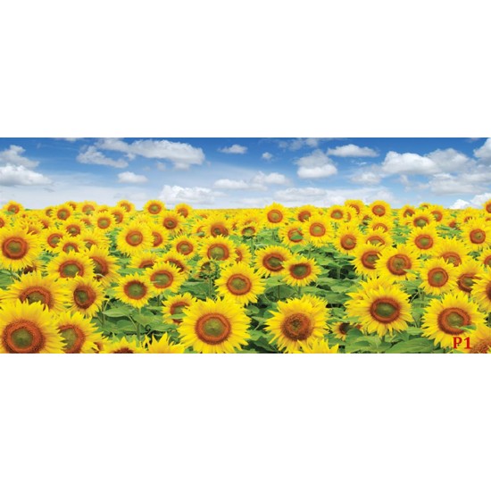 Wall mural beautiful sunflowers field Wall mural beautiful sunflowers field