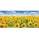Wall mural beautiful sunflowers field Wall mural beautiful sunflowers field